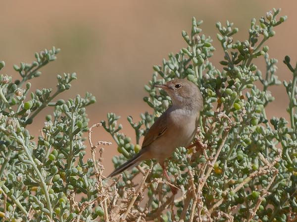 <h3><a href="/trips/marokko/biota/animalia/chordata/aves/040 passeriformes/092 sylviidae/sylvia conspicillata/sylvia conspicillata-nl.html">Sylvia&nbsp;conspicillata</a> / Spectacled&nbsp;warbler / Brilgrasmus</h3>OM-1 Mark II met OLYMPUS M.150-400mm F4.5 TC, 1/2000 sec  bij F5.6, ISO 250, afstand 22.7&nbsp;m